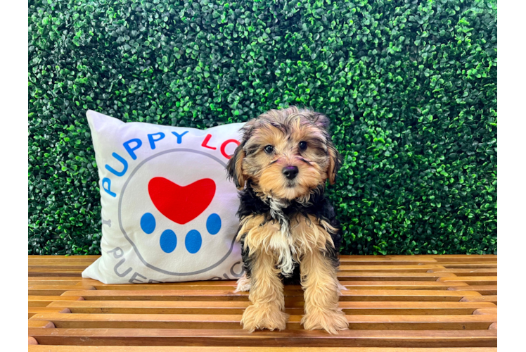Meet Hud - our Yorkie Poo Puppy Photo 1/4 - Puppy Love PR Yorkie Poo Pup Being Cute