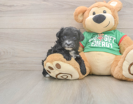 7 week old Yorkie Poo Puppy For Sale - Puppy Love PR