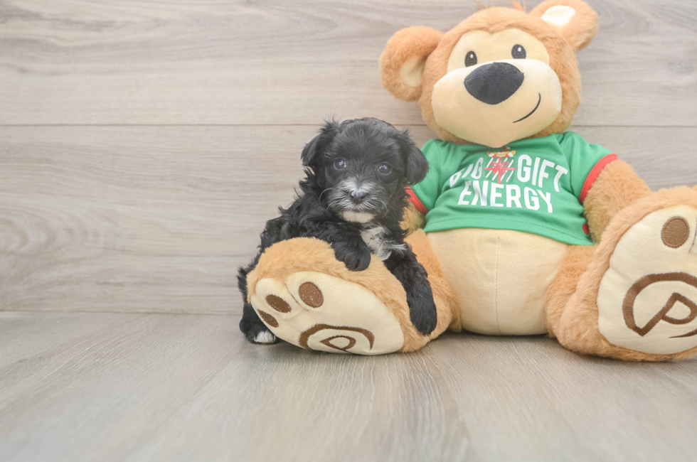 5 week old Yorkie Poo Puppy For Sale - Puppy Love PR