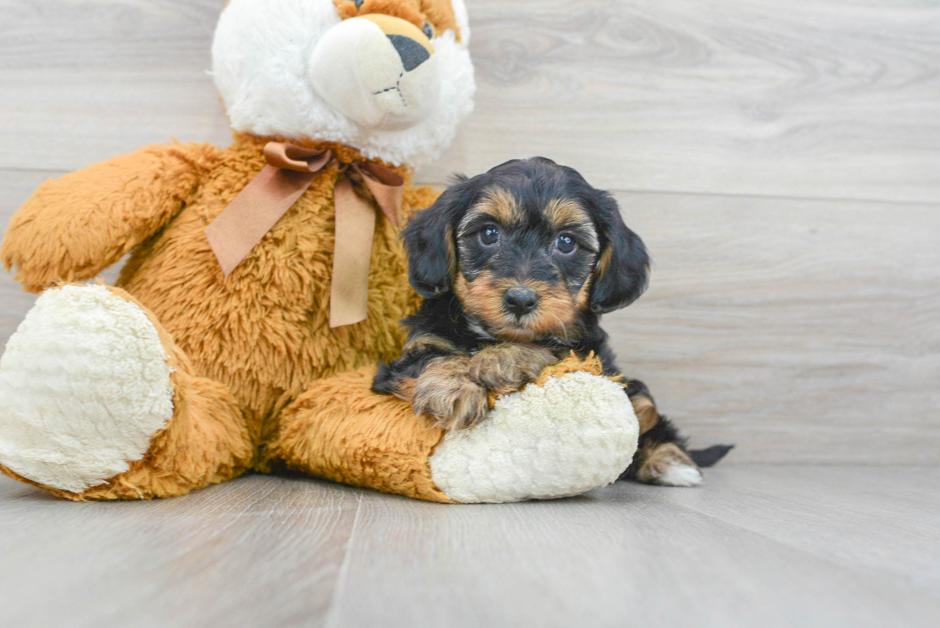 Smart Yorkie Poo Poodle Mix Pup