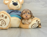 6 week old Yorkie Poo Puppy For Sale - Puppy Love PR