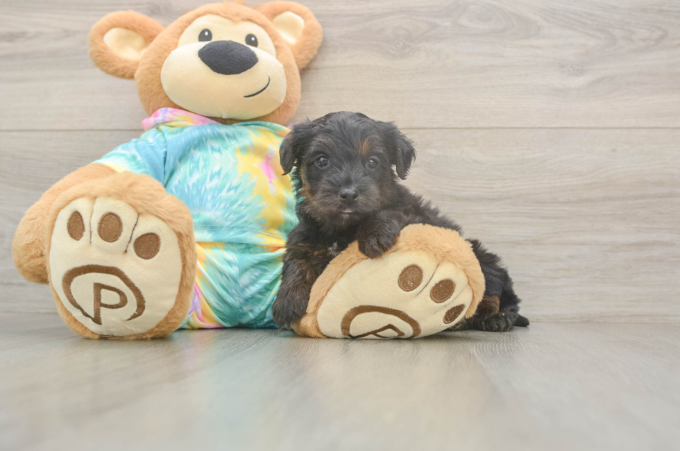 5 week old Yorkie Poo Puppy For Sale - Puppy Love PR