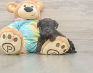 6 week old Yorkie Poo Puppy For Sale - Puppy Love PR 6 week old Yorkie Poo Puppy For Sale - Puppy Love PR