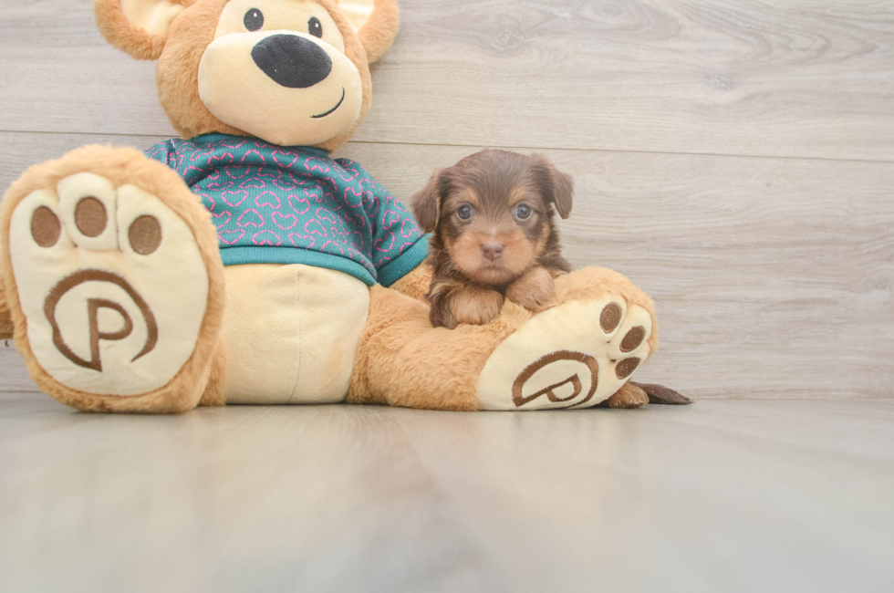 5 week old Yorkie Poo Puppy For Sale - Puppy Love PR