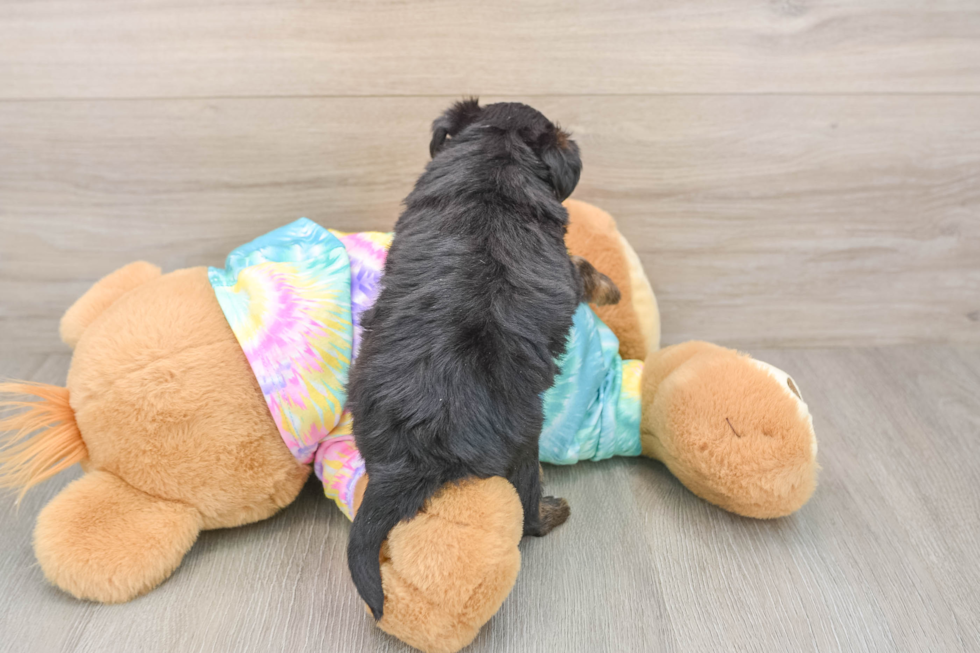 Yorkie Poo Pup Being Cute