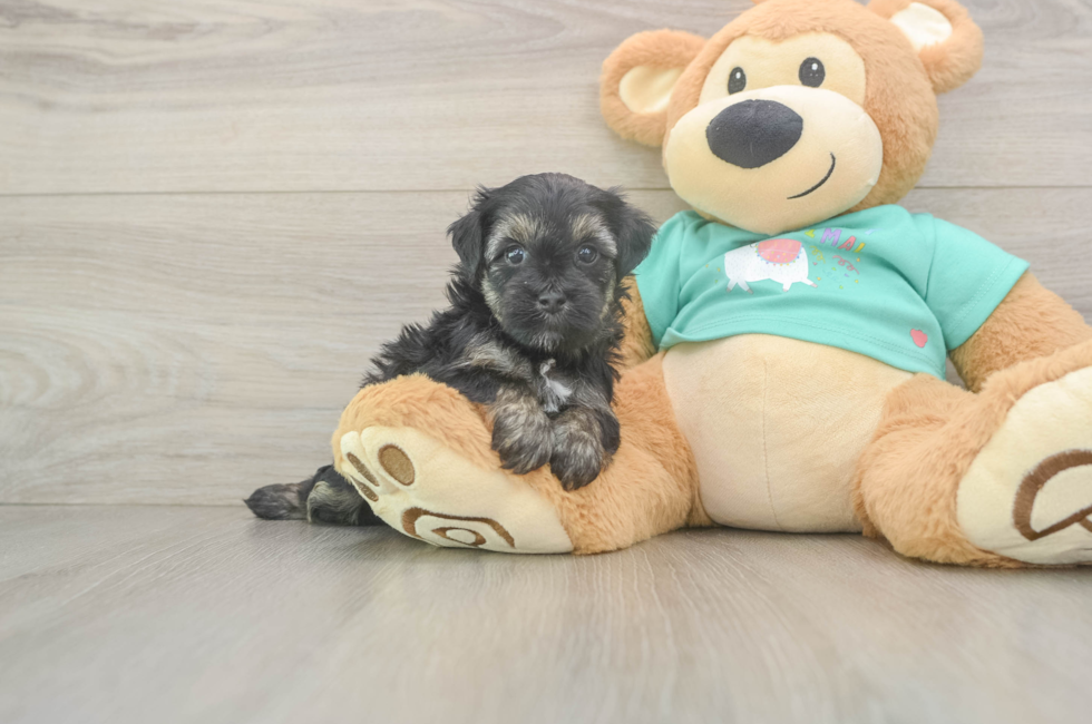 5 week old Yorkie Poo Puppy For Sale - Puppy Love PR