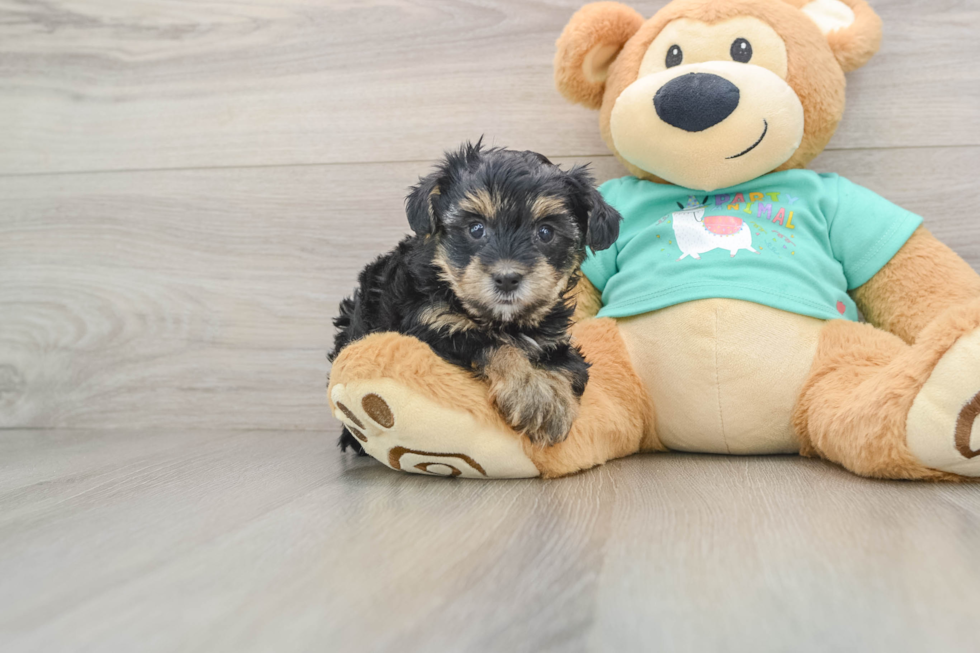 Friendly Yorkie Poo Baby