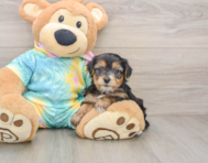 8 week old Yorkie Poo Puppy For Sale - Puppy Love PR
