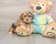 8 week old Yorkie Poo Puppy For Sale - Puppy Love PR