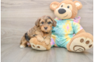 Hypoallergenic Yorkie Doodle Poodle Mix Puppy
