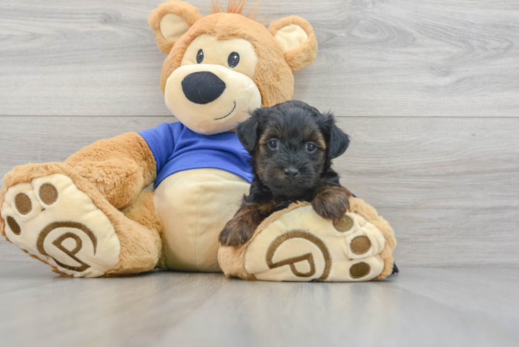 Meet Jackson - our Yorkie Poo Puppy Photo 1/3 - Puppy Love PR Fluffy Yorkie Poo Poodle Mix Pup