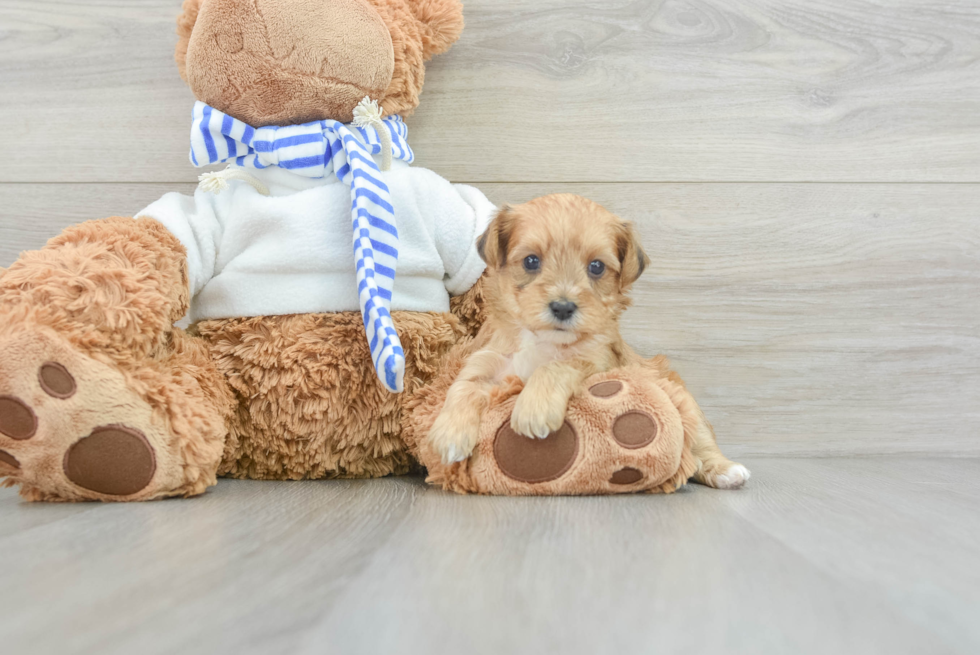 Friendly Yorkie Poo Baby