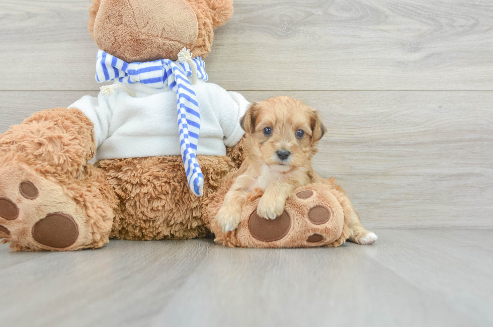 5 week old Yorkie Poo Puppy For Sale - Puppy Love PR