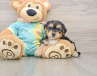 5 week old Yorkie Poo Puppy For Sale - Puppy Love PR