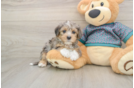 Best Yorkie Poo Baby