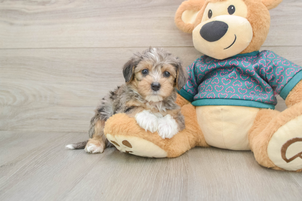 Best Yorkie Poo Baby