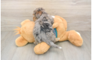 Best Yorkie Poo Baby