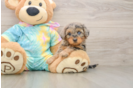 Yorkie Poo Pup Being Cute