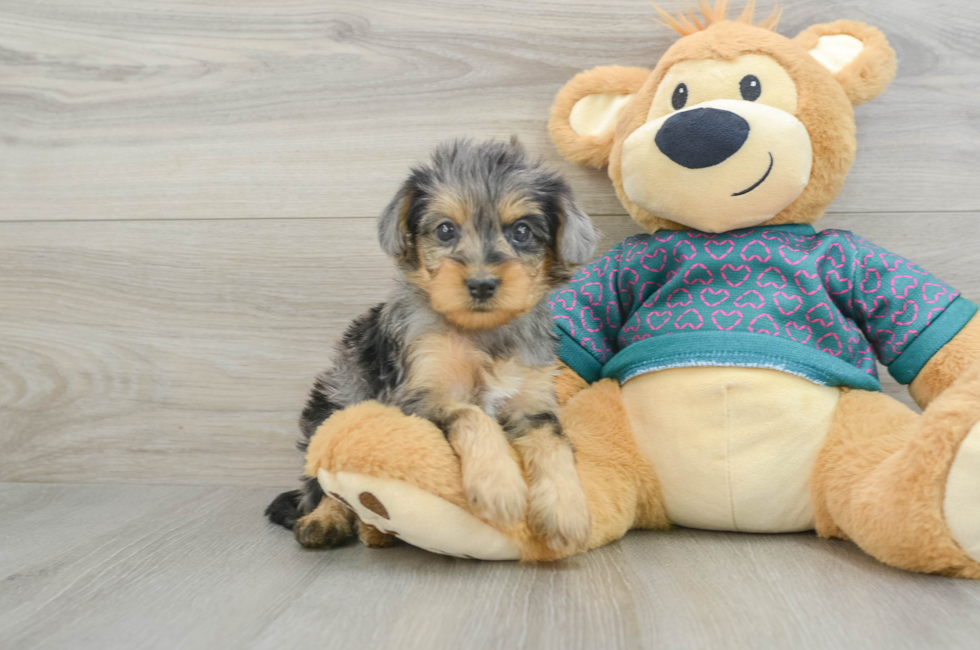 6 week old Yorkie Poo Puppy For Sale - Puppy Love PR