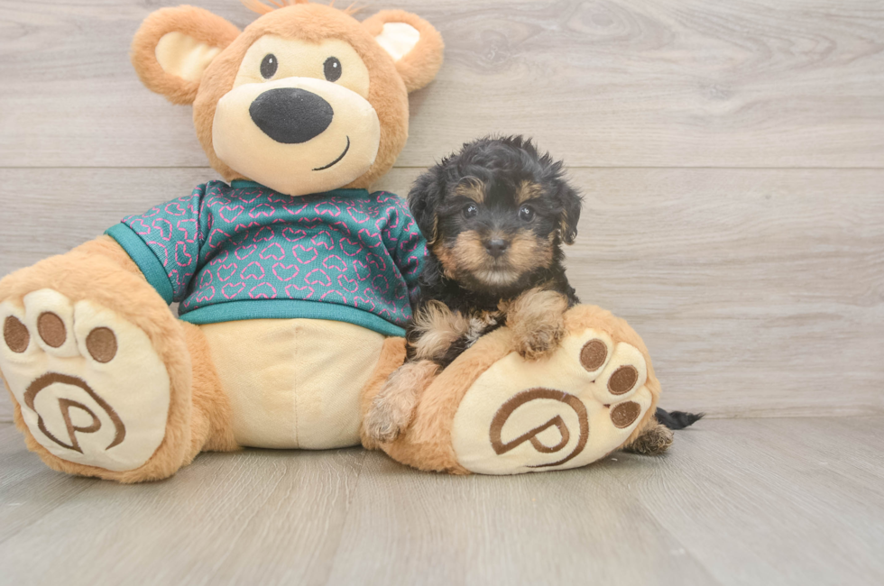 5 week old Yorkie Poo Puppy For Sale - Puppy Love PR