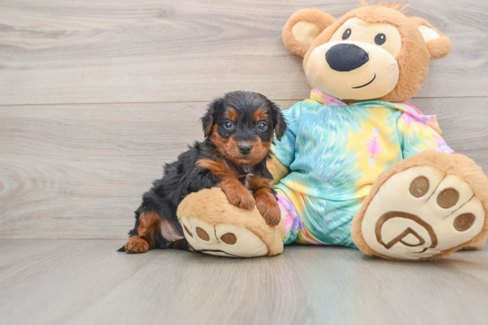 Yorkie Poo Puppy for Adoption