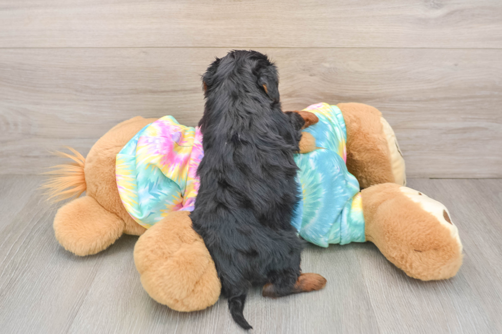 Little Yorkie Poodle Mix Poodle Mix Puppy