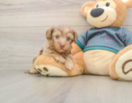 9 week old Yorkie Poo Puppy For Sale - Puppy Love PR