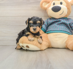 7 week old Yorkie Poo Puppy For Sale - Puppy Love PR