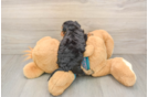Yorkie Poo Puppy for Adoption