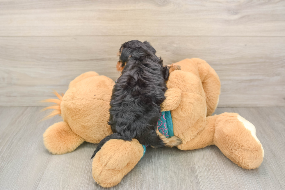 Yorkie Poo Puppy for Adoption