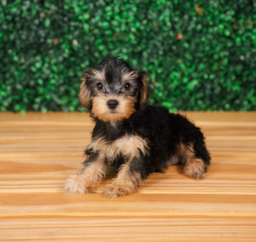 10 week old Yorkie Poo Puppy For Sale - Puppy Love PR