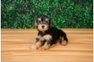 Cute Yorkiedoodle Poodle Mix Puppy