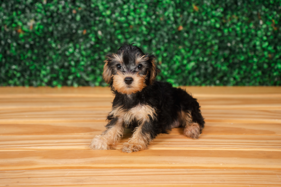 Cute Yorkiedoodle Poodle Mix Puppy