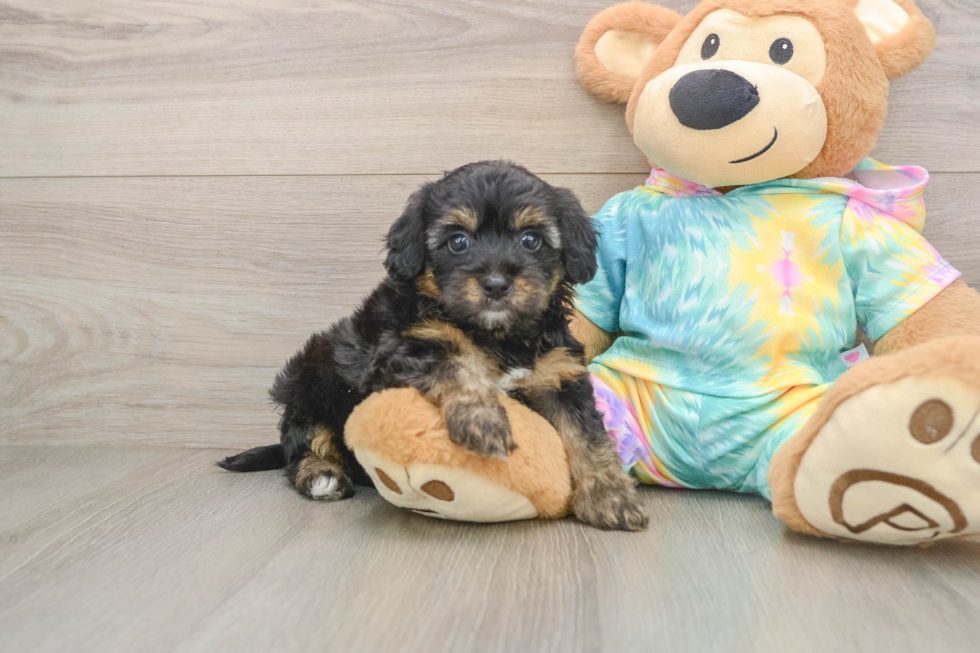 Sweet Yorkie Poo Baby