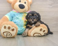 8 week old Yorkie Poo Puppy For Sale - Puppy Love PR
