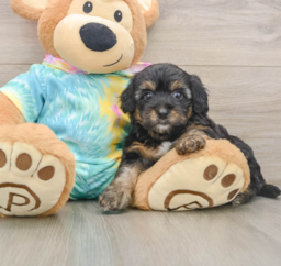 8 week old Yorkie Poo Puppy For Sale - Puppy Love PR