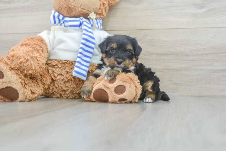 Meet Jason - our Yorkie Poo Puppy Photo 1/3 - Puppy Love PR Yorkie Poo Puppy for Adoption