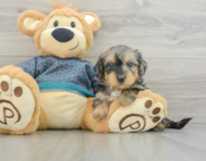 7 week old Yorkie Poo Puppy For Sale - Puppy Love PR