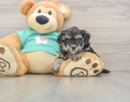 8 week old Yorkie Poo Puppy For Sale - Puppy Love PR