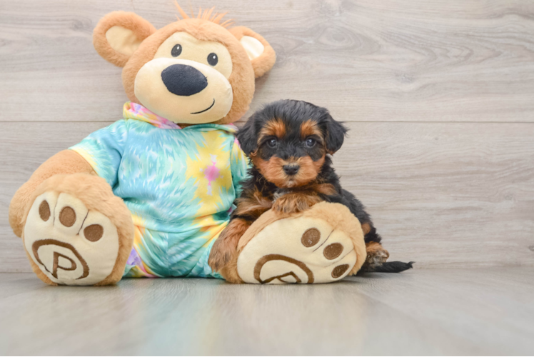 Adorable Yorkiedoodle Poodle Mix Puppy