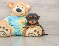 5 week old Yorkie Poo Puppy For Sale - Puppy Love PR