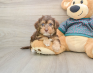 9 week old Yorkie Poo Puppy For Sale - Puppy Love PR
