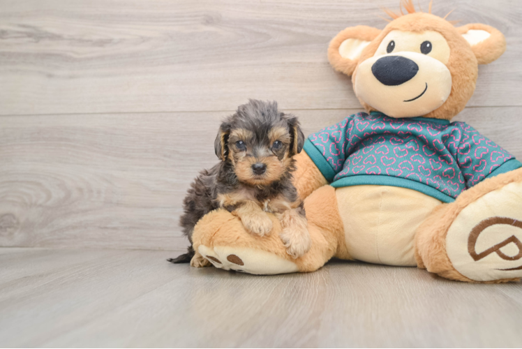 Yorkie Poo Puppy for Adoption