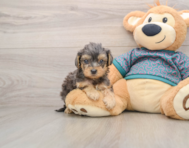 8 week old Yorkie Poo Puppy For Sale - Puppy Love PR