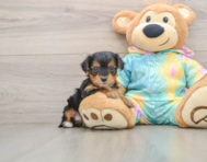 6 week old Yorkie Poo Puppy For Sale - Puppy Love PR