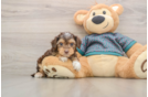 Smart Yorkie Poo Poodle Mix Pup