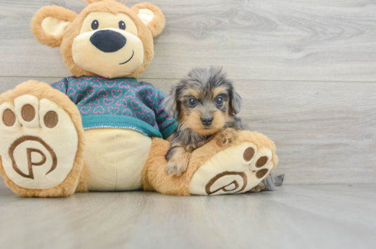 Smart Yorkie Poo Poodle Mix Pup