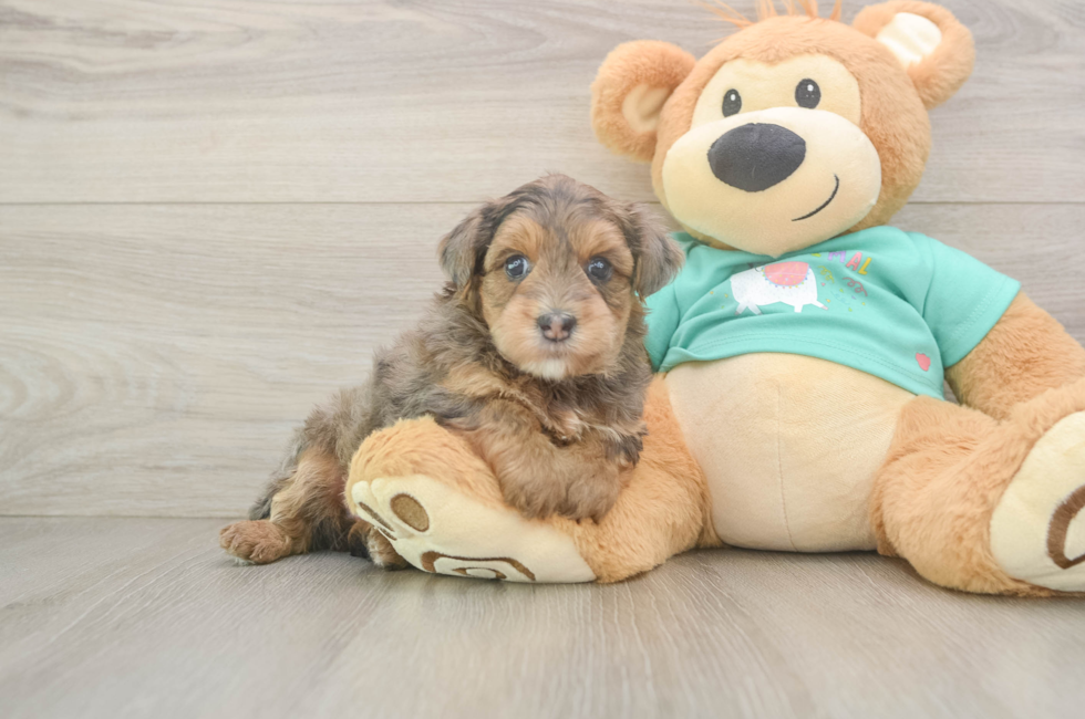 5 week old Yorkie Poo Puppy For Sale - Puppy Love PR