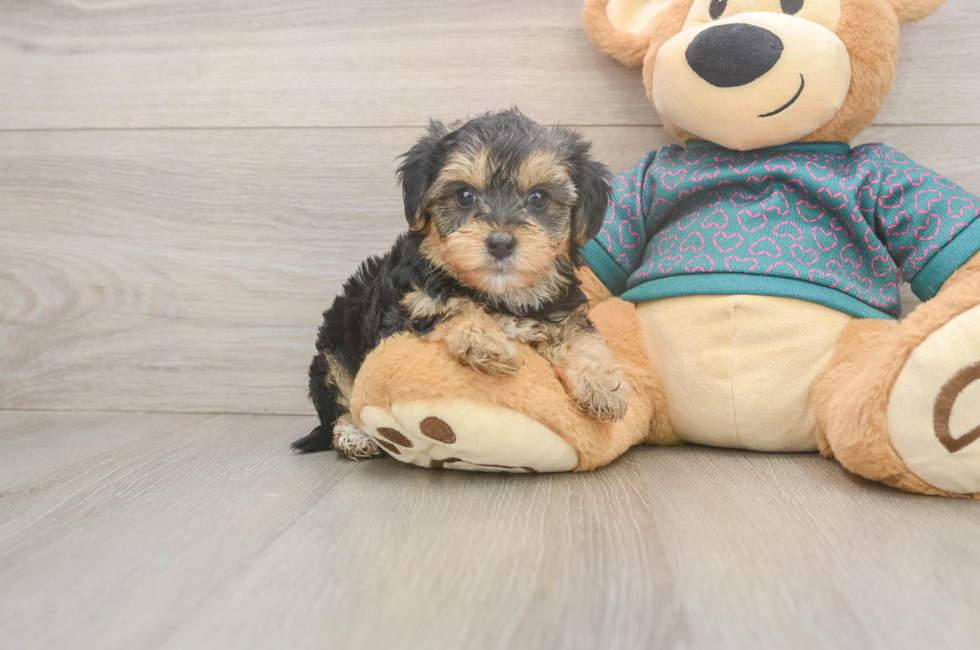 5 week old Yorkie Poo Puppy For Sale - Puppy Love PR