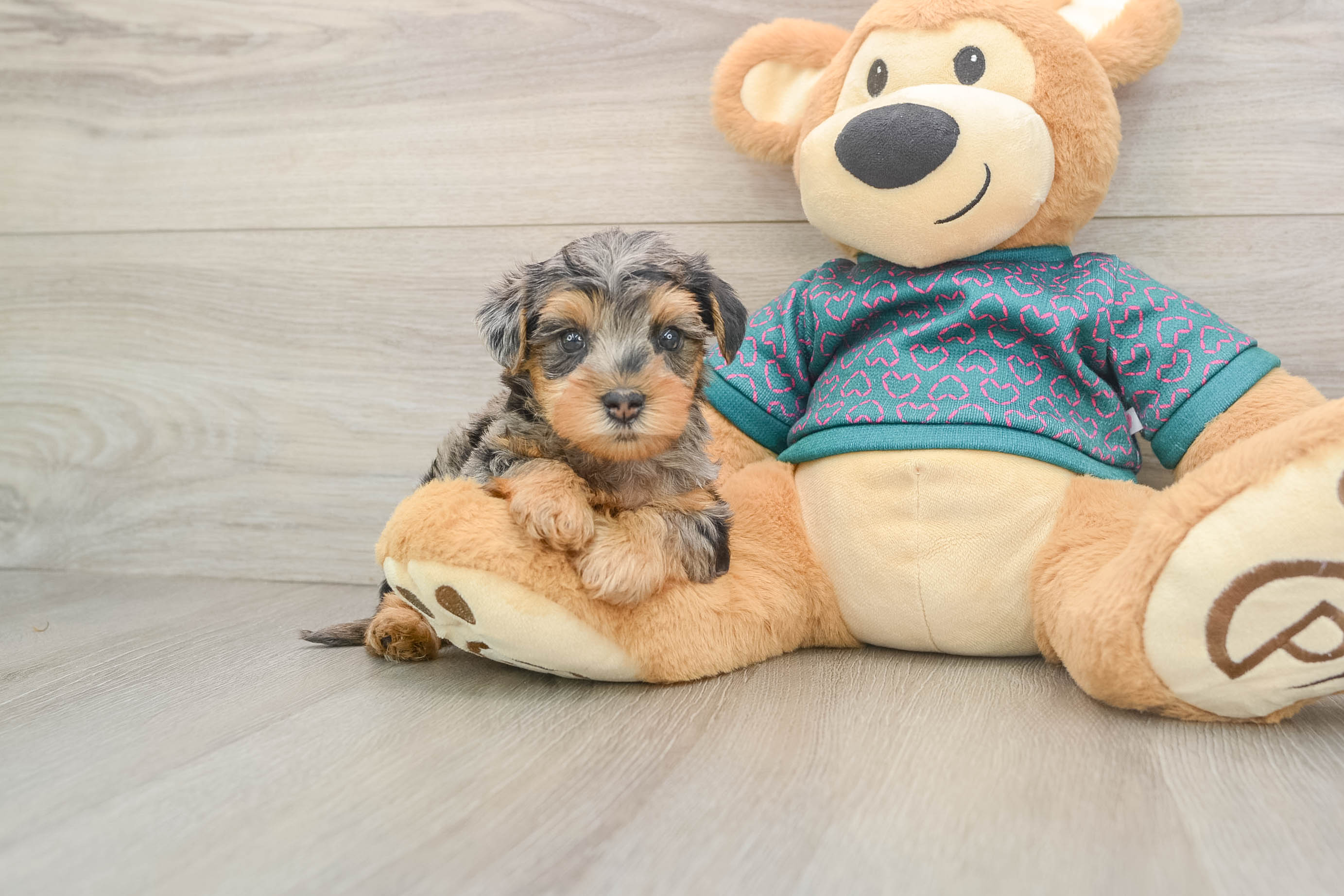 Yorkie Poo Puppy for Adoption